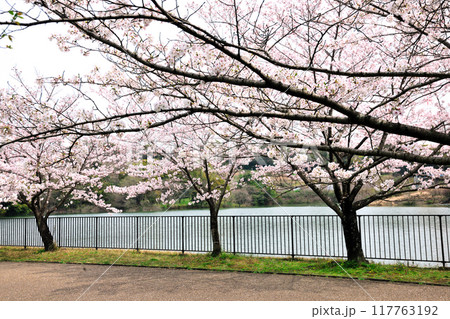 佐布里池の桜 117763192