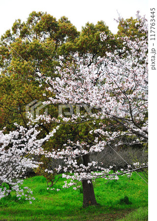 佐布里池の桜 佐布里池の桜 117763445