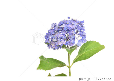 紫陽花 117763822