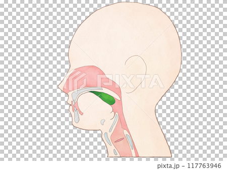 消化系統的解剖學和生理學:進食和吞嚥的 5 階段模型:口腔階段 消化系統的解剖學和生理學:進食和吞嚥的 5 階段模型:口腔階段 117763946