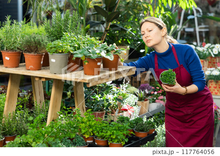 Gardener woman holding potted gazania in container garden 117764056