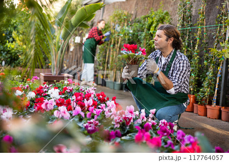 European gardener inspects Cyclamen in pots European gardener inspects Cyclamen in pots 117764057