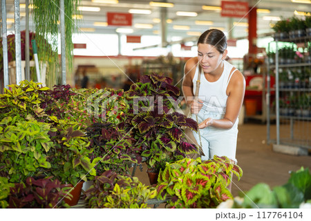 Girl buys and purchase potted coleus plant in flower shop Girl buys and purchase potted coleus plant in flower shop 117764104