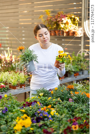 woman shopper is choosing about which flower to buy - gazania or pansies 117764173