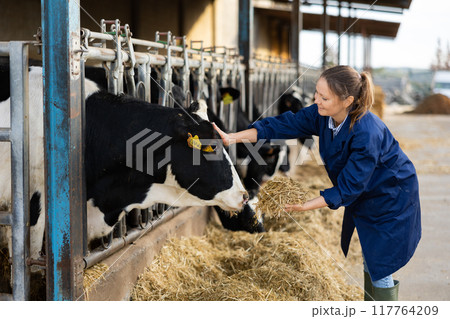 Female farmer feeding cows in farm 117764209