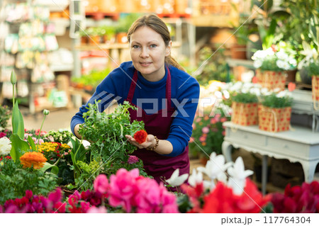 flower shop worker examines drooping ranunculus flower flower shop worker examines drooping ranunculus flower 117764304
