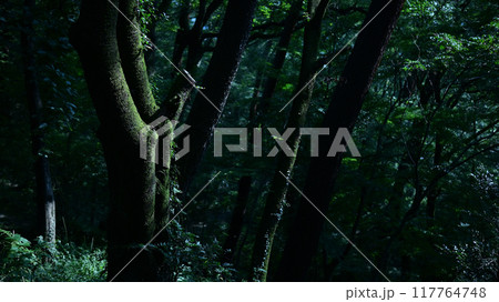 夜の森 117764748