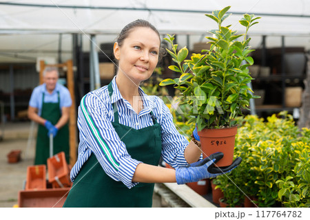 Female florist arranging flowering eonymus aurea in pots while gardening 117764782