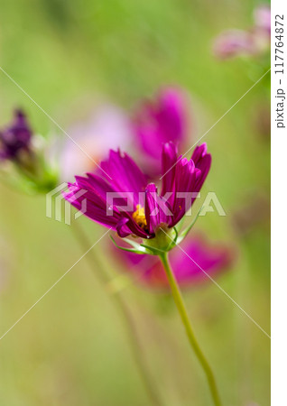秋桜 秋桜 117764872
