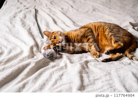 Bengal cat playing with rag mouse on bed. Bengal cat playing with rag mouse on bed. 117764984