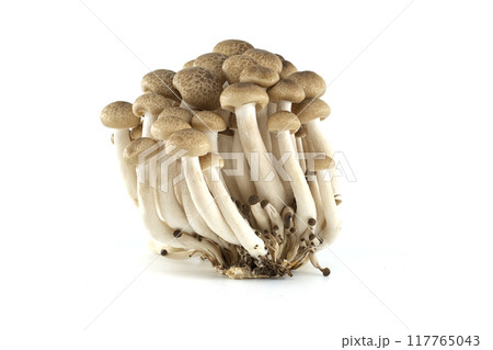 Group of Shimeji mushrooms isolated white background Group of Shimeji mushrooms isolated white background 117765043