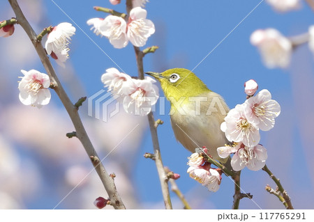 白梅の枝に留まるメジロ 白梅の枝に留まるメジロ 117765291