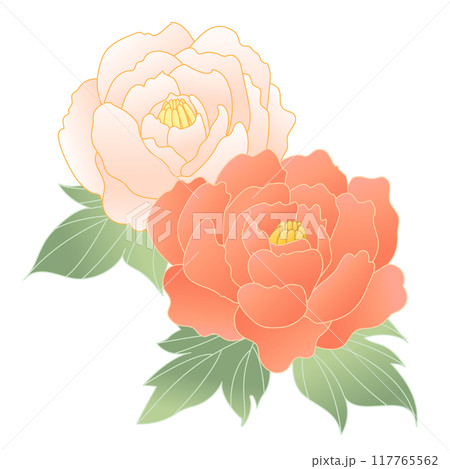 牡丹の花の手書きイラスト 117765562