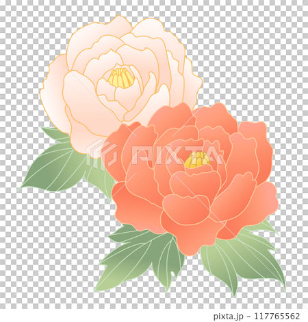 牡丹の花の手書きイラスト 117765562