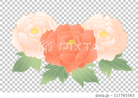 牡丹花手繪插畫 117765563