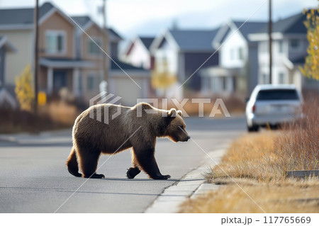 住宅街の中を歩くヒグマ。害獣の被害のイメージ。	 117765669