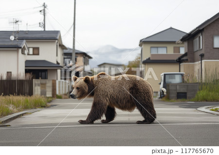 住宅街の中を歩くヒグマ。害獣の被害のイメージ。	 住宅街の中を歩くヒグマ。害獣の被害のイメージ。	 117765670