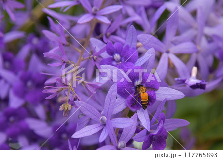 Bee on a purple flower. Bee on a purple flower. 117765893