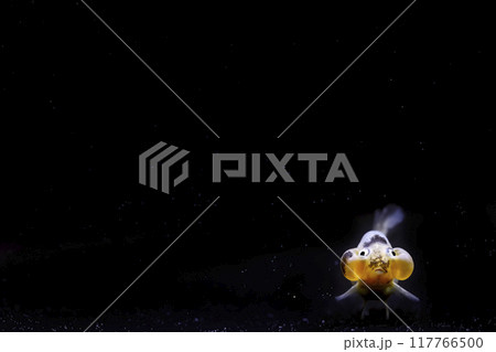 スイホウガン 117766500