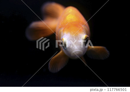 大阪らんちゅう 117766501