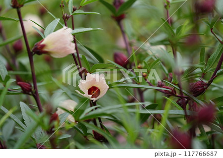 ローゼルの花 117766687