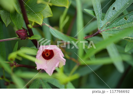 ローゼルの花 117766692