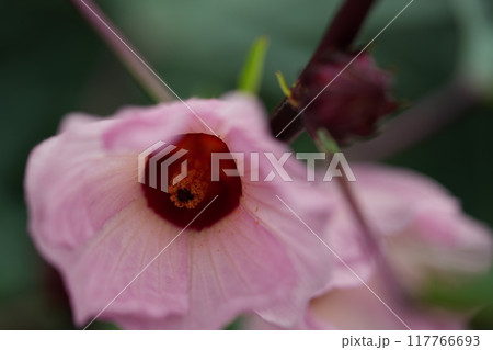 ローゼルの花 ローゼルの花 117766693