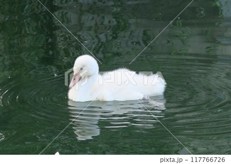 子供の白鳥です 子供の白鳥です 117766726
