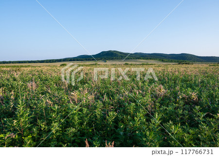 美岬に広がる牧場の牧草地 美岬に広がる牧場の牧草地 117766731