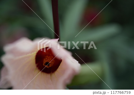 ローゼルの花 ローゼルの花 117766759