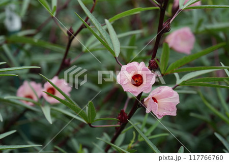 ローゼルの花 ローゼルの花 117766760