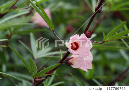 ローゼルの花 ローゼルの花 117766763