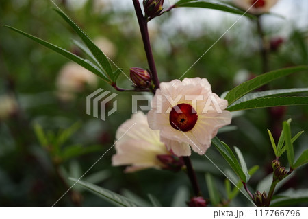 ローゼルの花 117766796