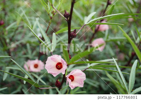 ローゼルの花 ローゼルの花 117766801