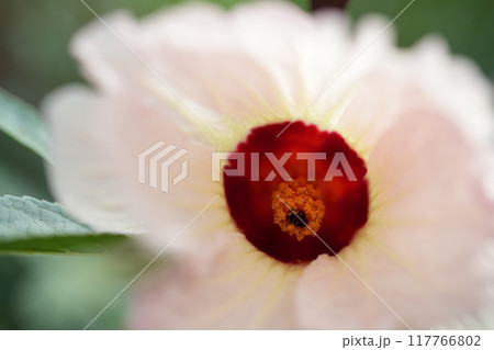 ローゼルの花 ローゼルの花 117766802
