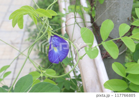 Asian pigeonwings flower plant on farm 117766805