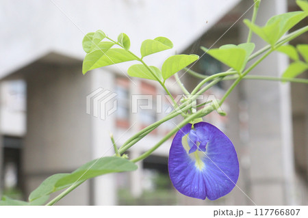 Asian pigeonwings flower plant on farm Asian pigeonwings flower plant on farm 117766807