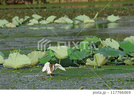 蓮の葉の上を飛ぶ冬羽のアカガシラサギ 117766869