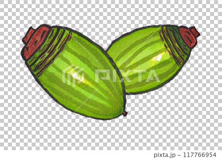 手描きの水彩画(絵手紙)「ドングリ(アラカシ)」 117766954