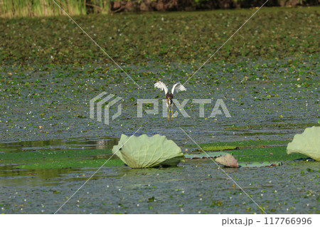 ハス田で採餌するアカガシラサギ 117766996