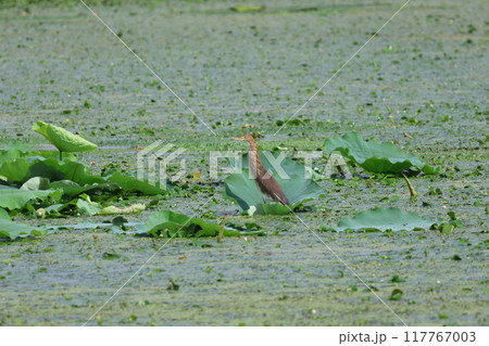 ハス田で採餌するアカガシラサギ 117767003