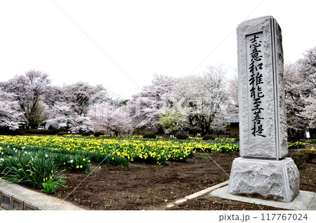 山梨県 日本最古の桜 神代桜 山梨県 日本最古の桜 神代桜 117767024