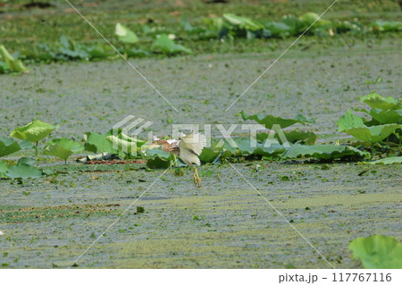 ハス田で採餌するアカガシラサギ ハス田で採餌するアカガシラサギ 117767116