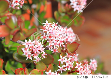 縁紅弁慶（フチベニベンケイ） or カネノナルキ 117767196