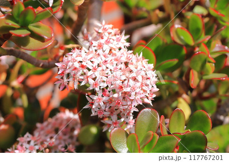 縁紅弁慶（フチベニベンケイ） or カネノナルキ 117767201