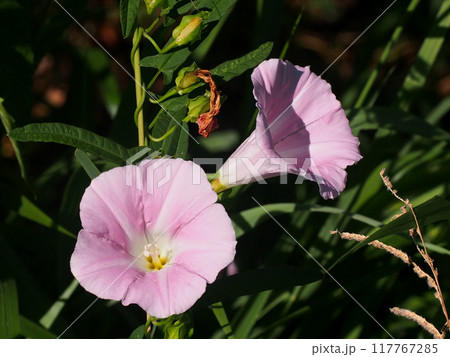 日差しを浴びたピンクのヒルガオの花（二輪の昼顔） 117767285