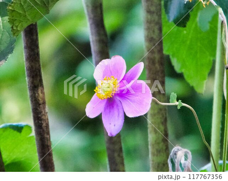 シュウメイギクの薄紫色の花 シュウメイギクの薄紫色の花 117767356
