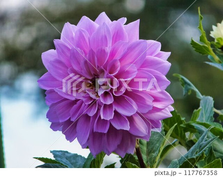 ダリアの薄紫色の花 117767358
