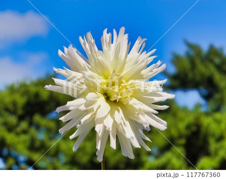 ダリアの白色の花 ダリアの白色の花 117767360