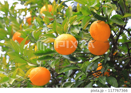 収穫間近の夏みかん 収穫間近の夏みかん 117767366